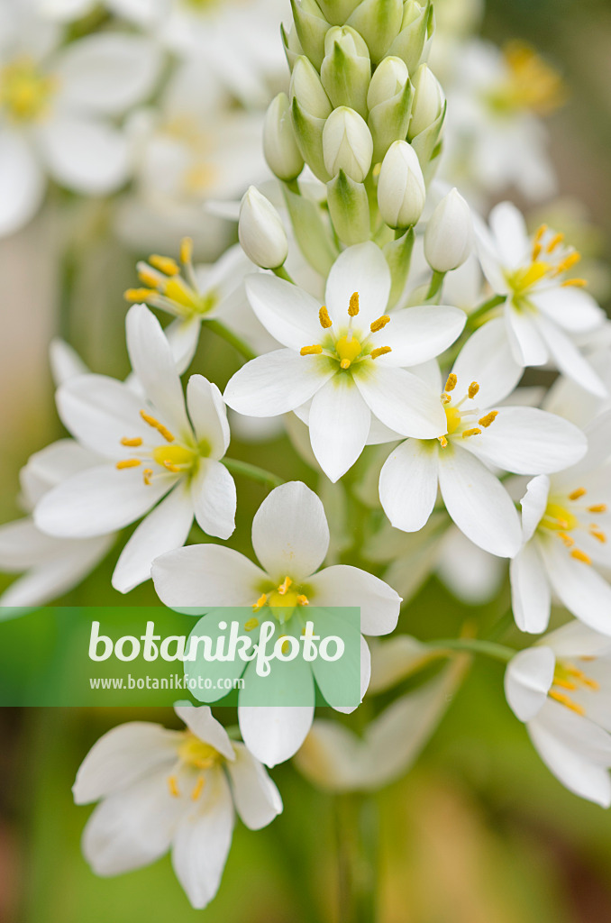 533330 - Star-of-Bethlehem (Ornithogalum thyrsoides)