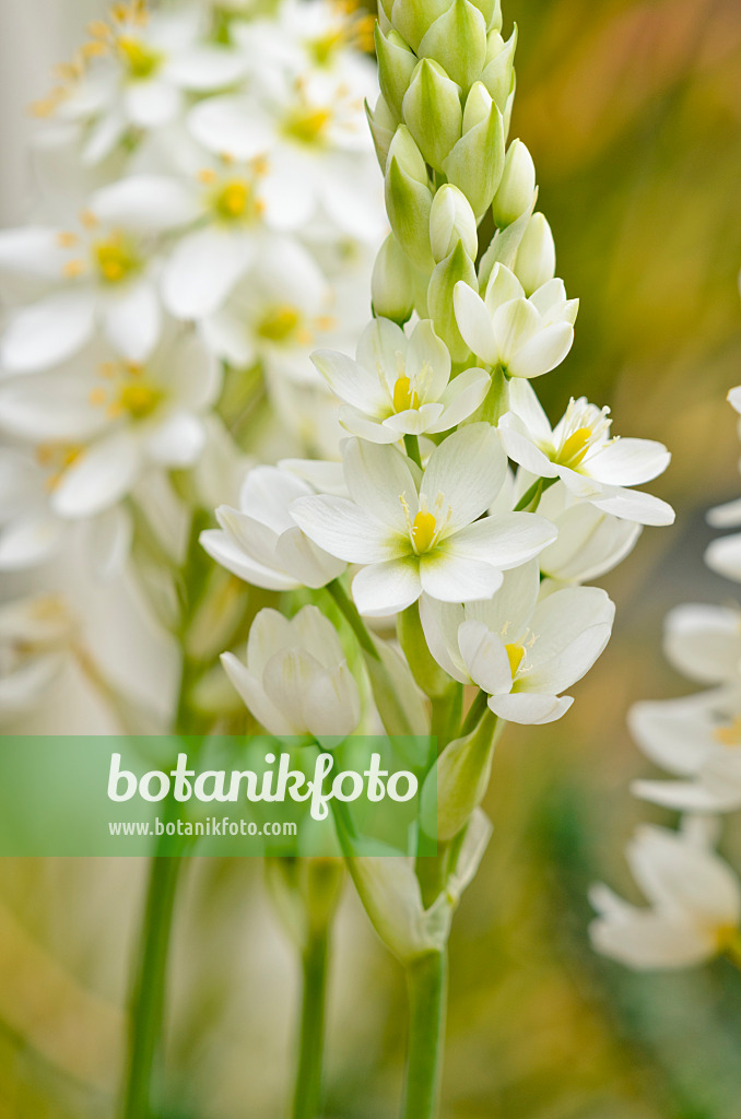 533331 - Star-of-Bethlehem (Ornithogalum thyrsoides)