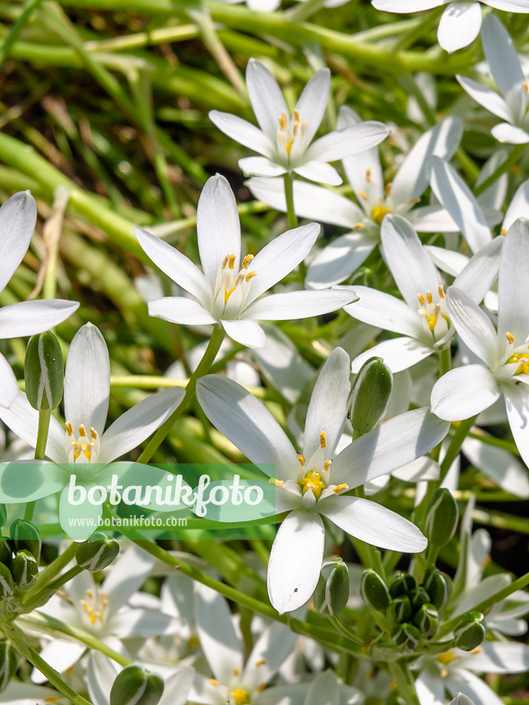 437242 - Star-of-Bethlehem (Ornithogalum umbellatum)