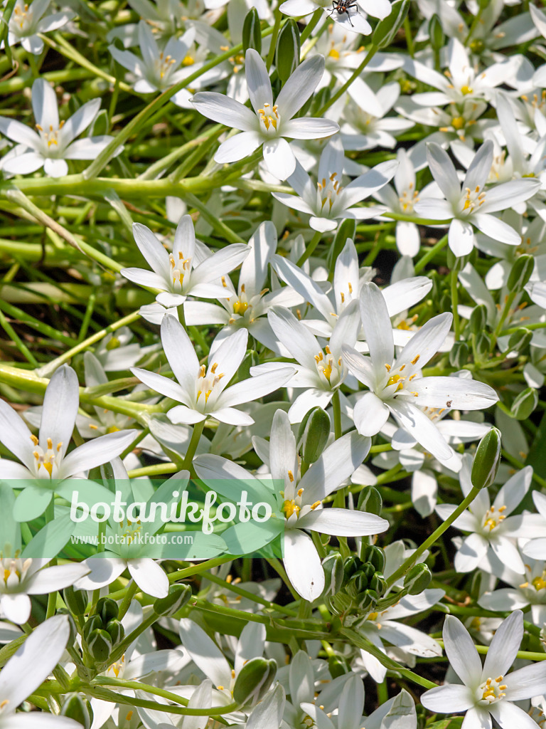 437243 - Star-of-Bethlehem (Ornithogalum umbellatum)