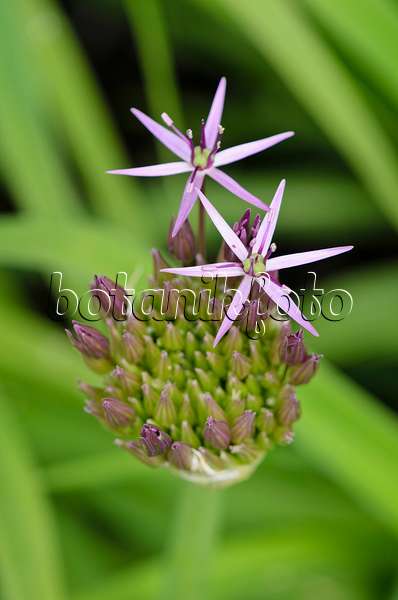 533416 - Star of Persia (Allium christophii)