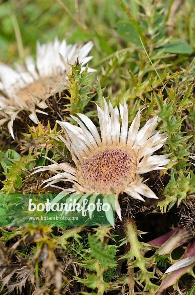 536077 - Stemless carline thistle (Carlina acaulis)