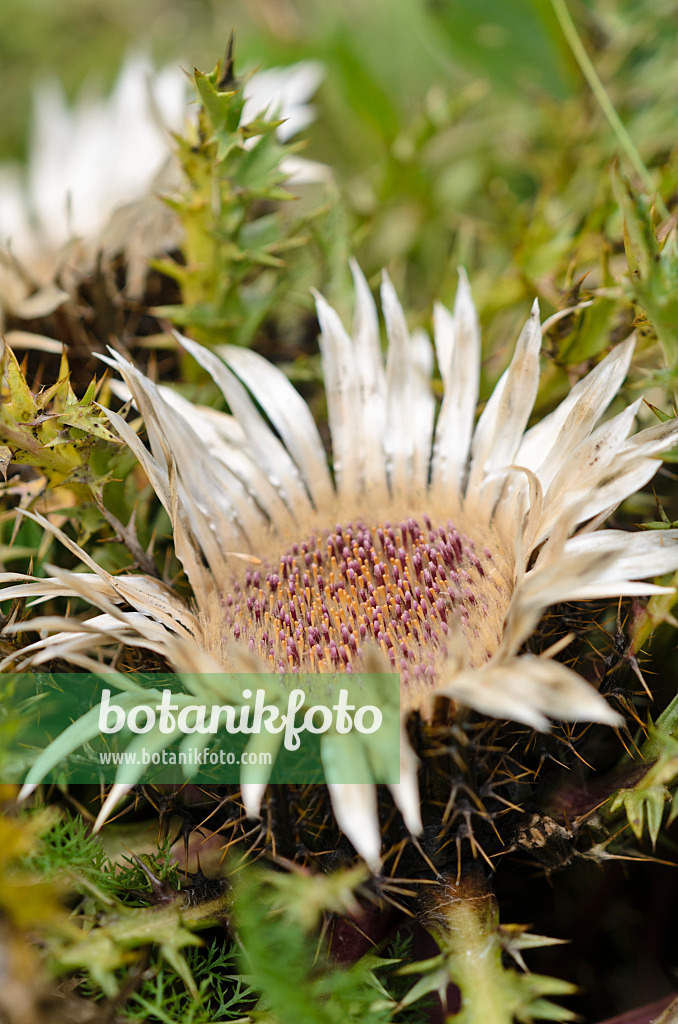 536078 - Stemless carline thistle (Carlina acaulis)