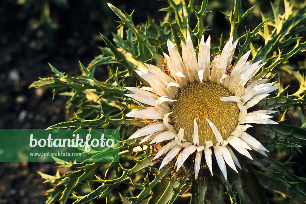 380068 - Stemless carline thistle (Carlina acaulis subsp. simplex)