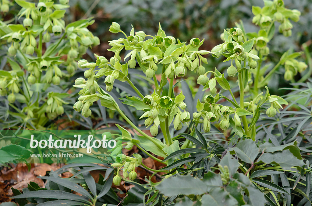 553009 - Stinking hellebore (Helleborus foetidus)