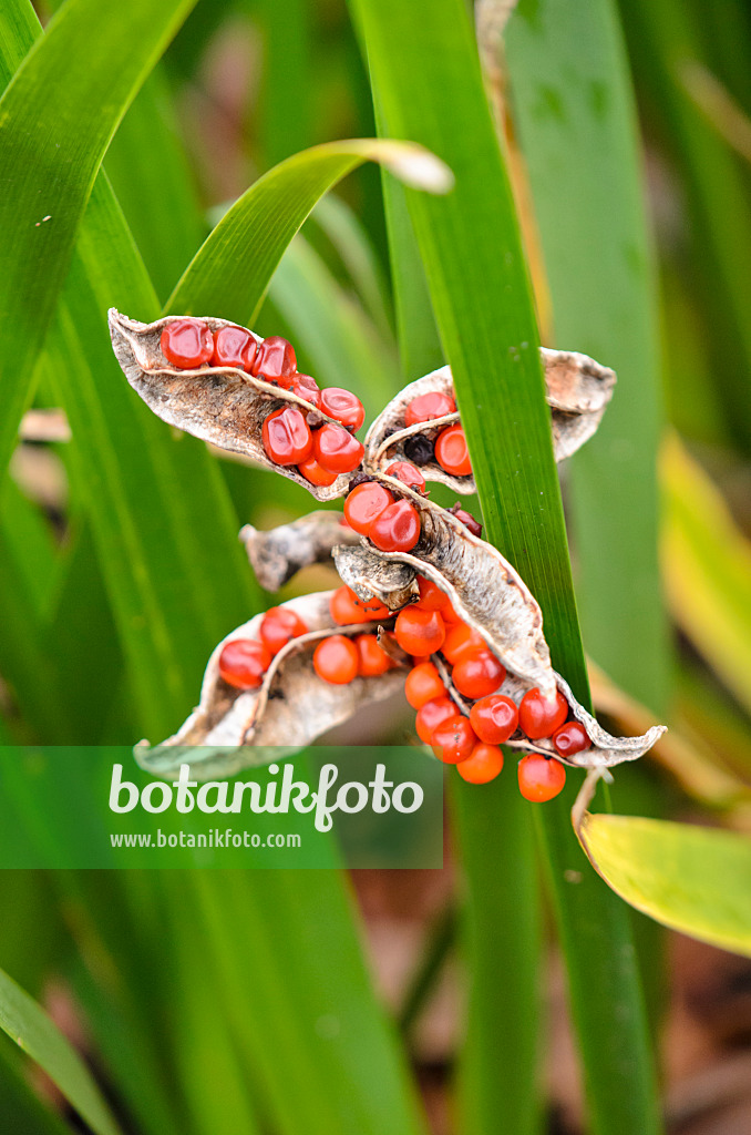 553050 - Stinking iris (Iris foetidissima)