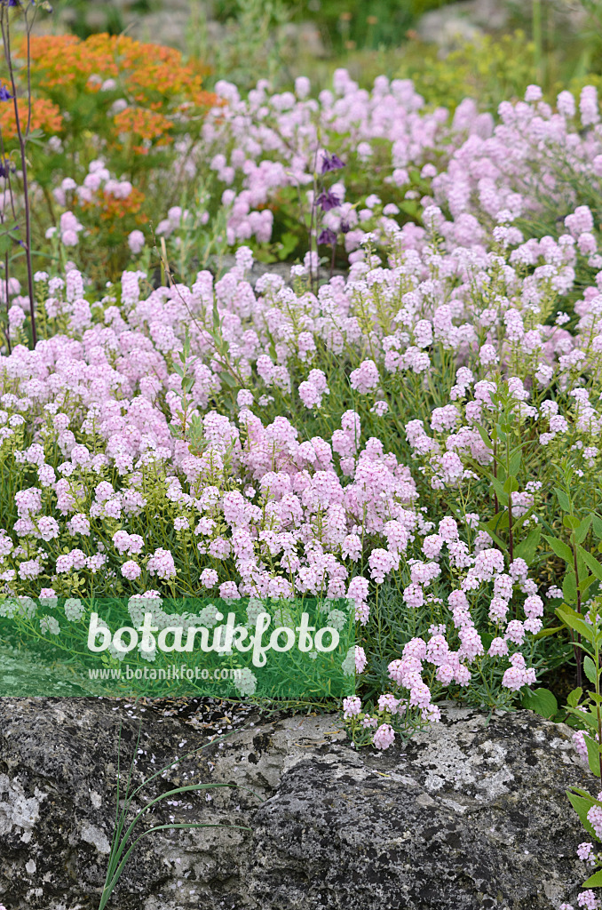 533552 - Stone cress (Aethionema)