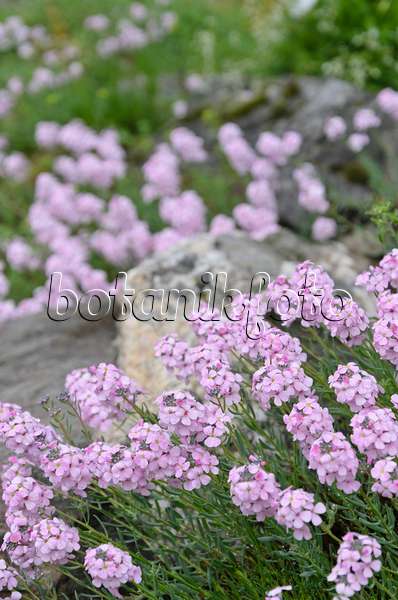 508059 - Stone cress (Aethionema cordifolium)