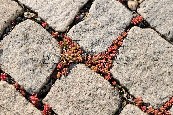 556041 - Stonecrop (Sedum) between cobblestones