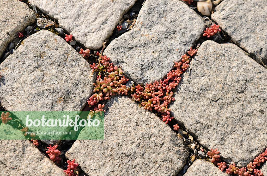 556041 - Stonecrop (Sedum) between cobblestones