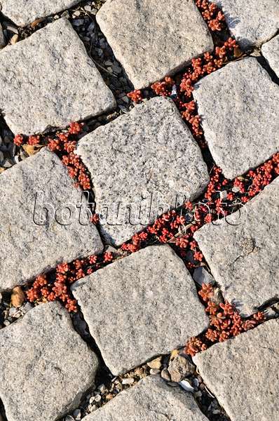 556042 - Stonecrop (Sedum) between cobblestones