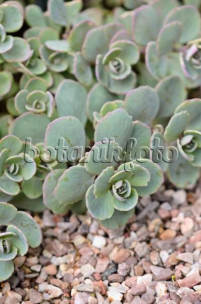 533527 - Stonecrop (Sedum cauticolum syn. Hylotelephium cauticola)