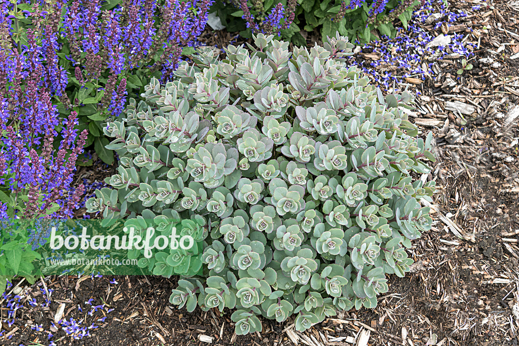 607209 - Stonecrop (Sedum Rock 'N Grow Superstar)