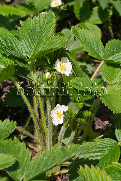 570045 - Strawberry (Fragaria viridis)