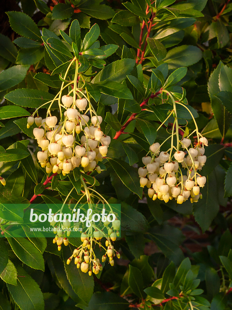 408008 - Strawberry tree (Arbutus unedo)