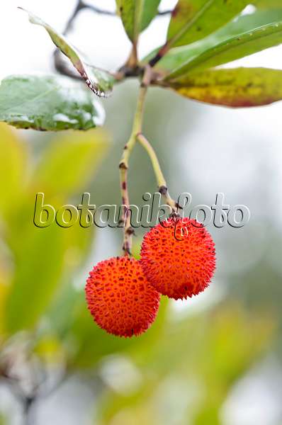 549070 - Strawberry tree (Arbutus unedo)