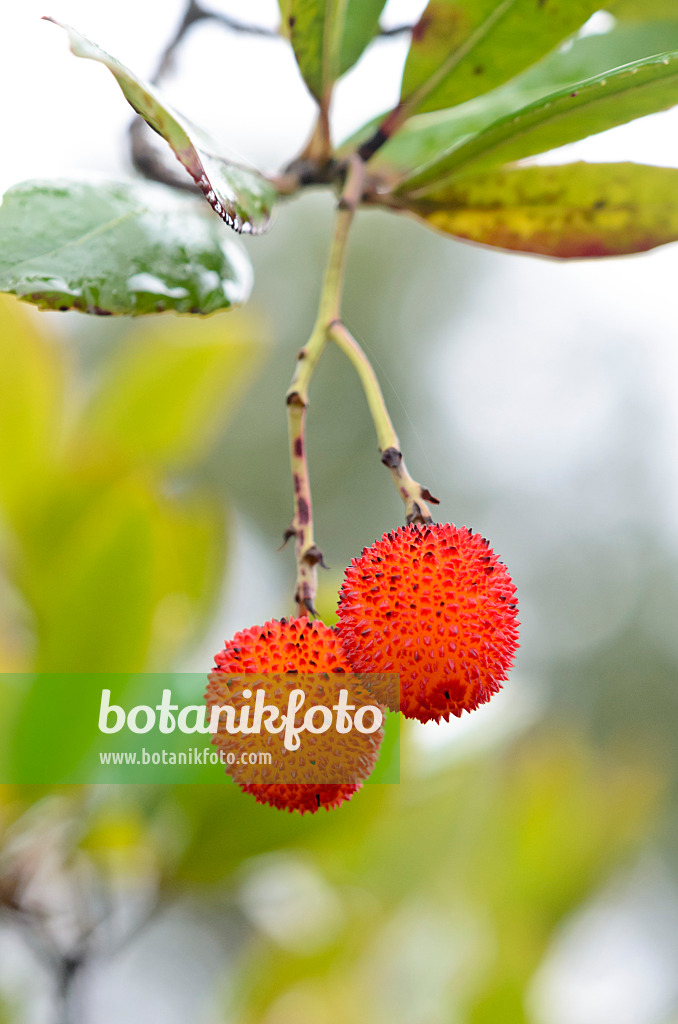 549070 - Strawberry tree (Arbutus unedo)