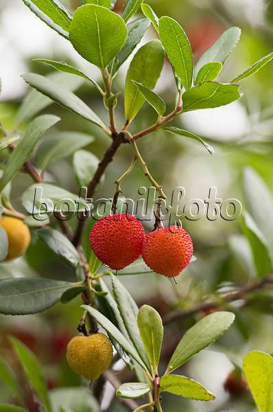 651073 - Strawberry tree (Arbutus unedo)