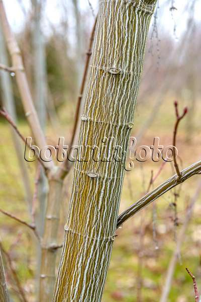593014 - Striped maple (Acer pensylvanicum)