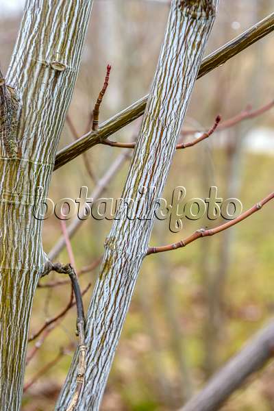 593015 - Striped maple (Acer pensylvanicum)