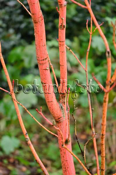 553043 - Striped maple (Acer pensylvanicum 'Erythrocladum')