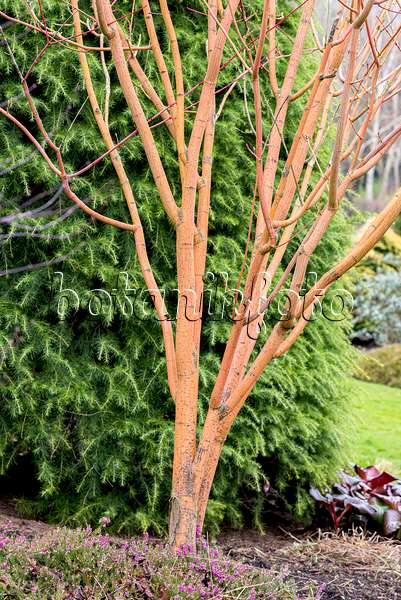 625110 - Striped maple (Acer pensylvanicum 'Erythrocladum')