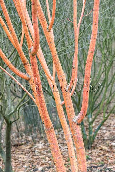 638013 - Striped maple (Acer pensylvanicum 'Erythrocladum')