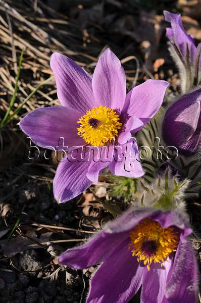 506044 - Stryrian pasque flower (Pulsatilla styriaca)