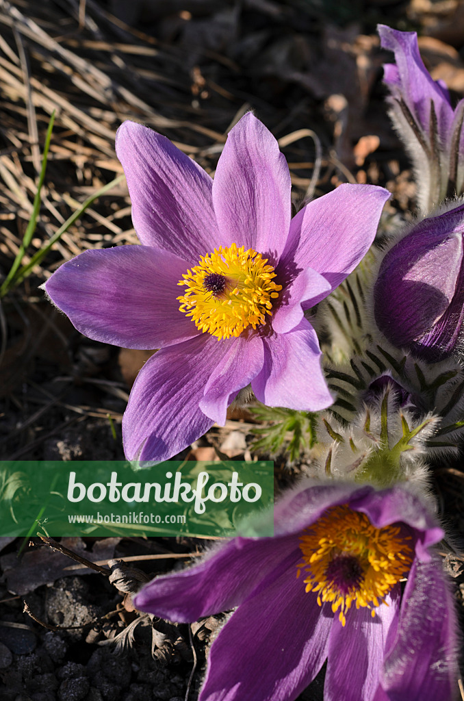 506044 - Stryrian pasque flower (Pulsatilla styriaca)