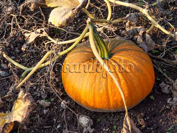 464062 - Styrian oil pumpkin (Cucurbita pepo var. styriaca syn. Cucurbita pepo var. oleifera)
