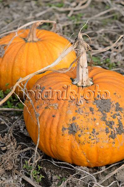 560010 - Styrian oil pumpkin (Cucurbita pepo var. styriaca syn. Cucurbita pepo var. oleifera)