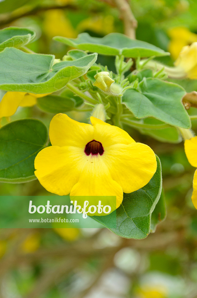 508175 - Succulent sesame (Uncarina grandidieri)