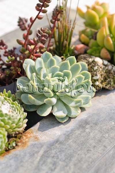 487261 - Succulents in a metal container
