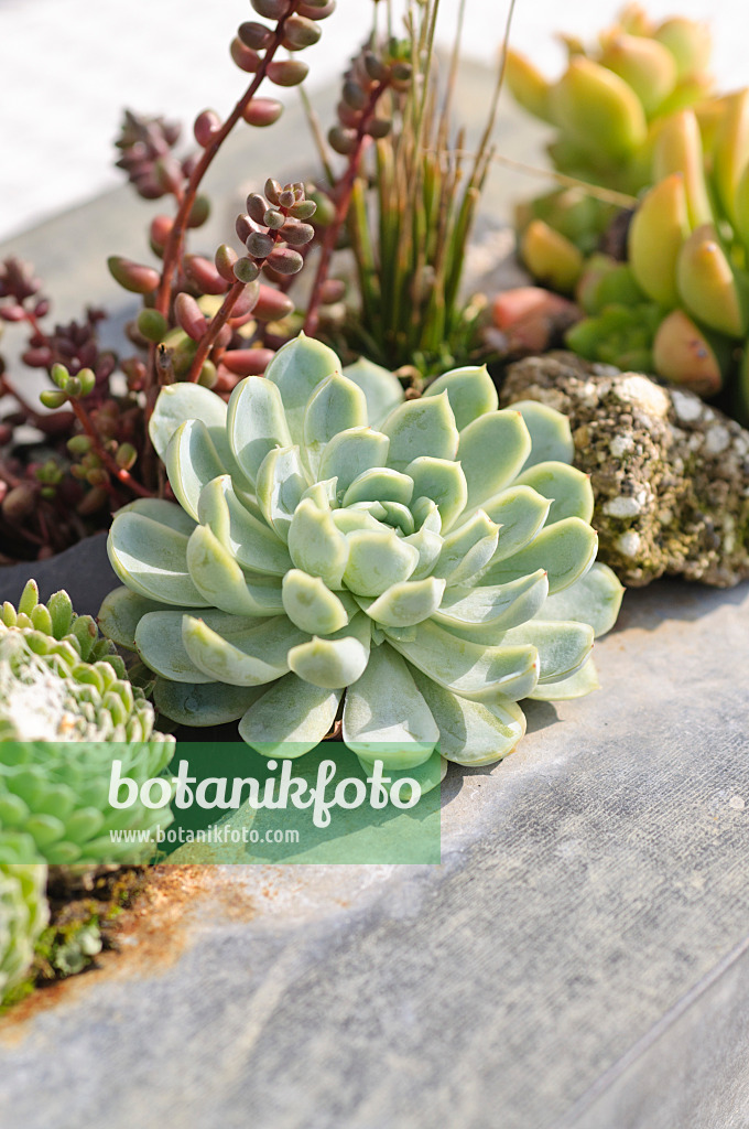 487261 - Succulents in a metal container