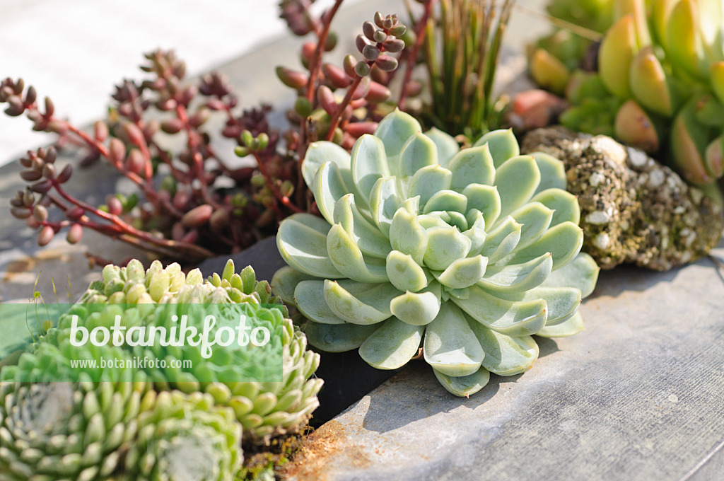 487262 - Succulents in a metal container