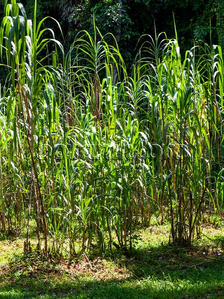 434183 - Sugar cane (Saccharum officinarum)
