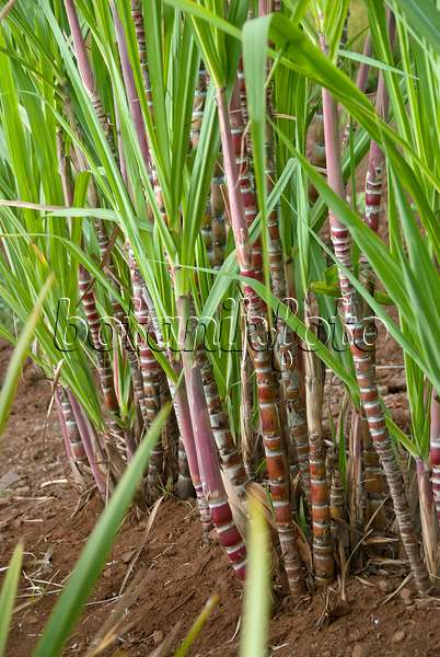 502425 - Sugar cane (Saccharum officinarum)