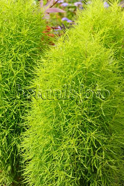 487049 - Summer cypress (Bassia scoparia syn. Kochia scoparia)