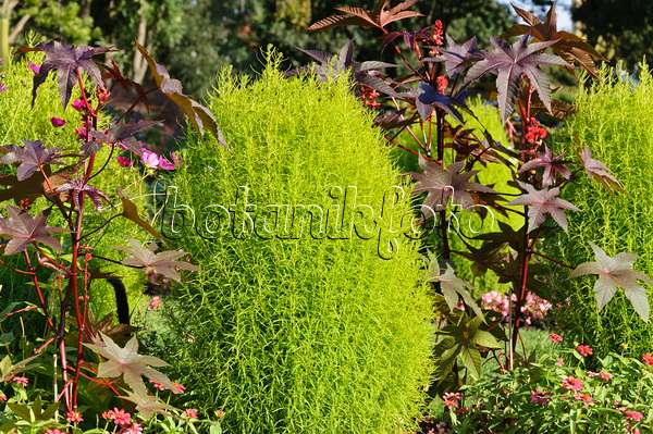 488124 - Summer cypress (Bassia scoparia syn. Kochia scoparia) and castor oil plant (Ricinus communis)