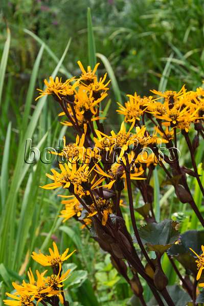 511091 - Summer ragwort (Ligularia dentata 'Britt-Marie Crawford')