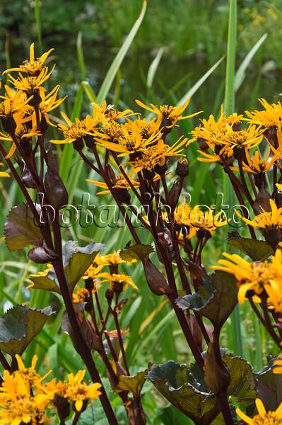 511092 - Summer ragwort (Ligularia dentata 'Britt-Marie Crawford')