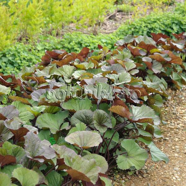 547166 - Summer ragwort (Ligularia dentata 'Desdemona')