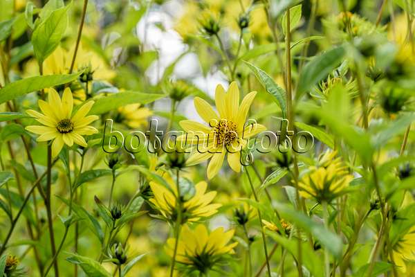 593097 - Sunflower (Helianthus microcephalus 'Lemon Queen')