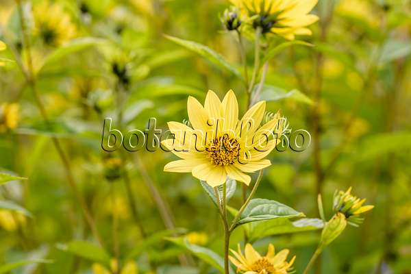 593098 - Sunflower (Helianthus microcephalus 'Lemon Queen')