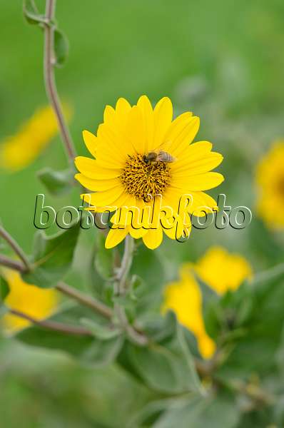 535139 - Sunflower (Helianthus mollis) and bee (Apis)