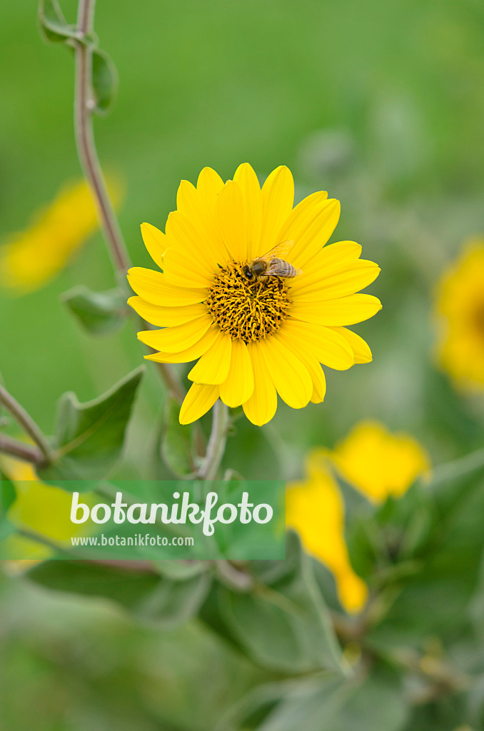 535139 - Sunflower (Helianthus mollis) and bee (Apis)