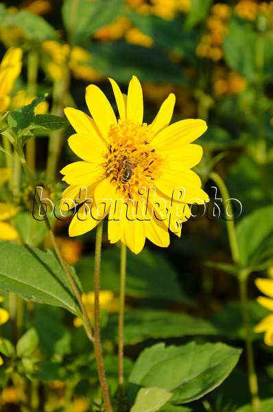 499079 - Sunflower (Helianthus x multiflorus 'Meteor')