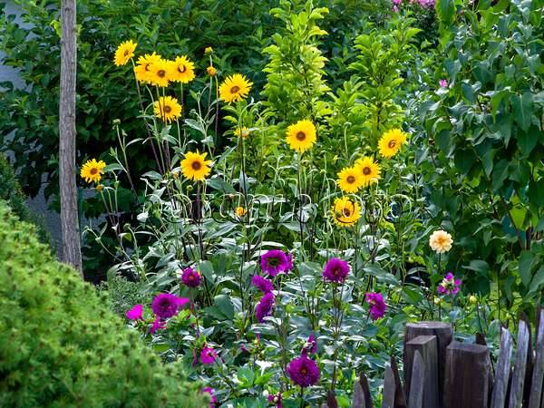 463144 - Sunflowers (Helianthus) and dahlias (Dahlia)