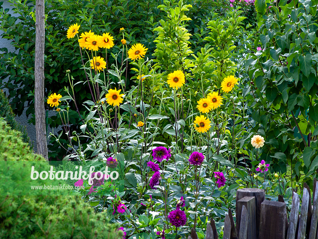 463144 - Sunflowers (Helianthus) and dahlias (Dahlia)