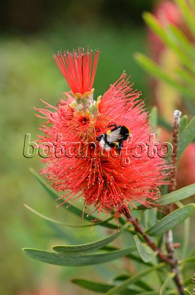 533598 - Swamp bottlebrush (Callistemon speciosus) and bumble bee (Bombus)